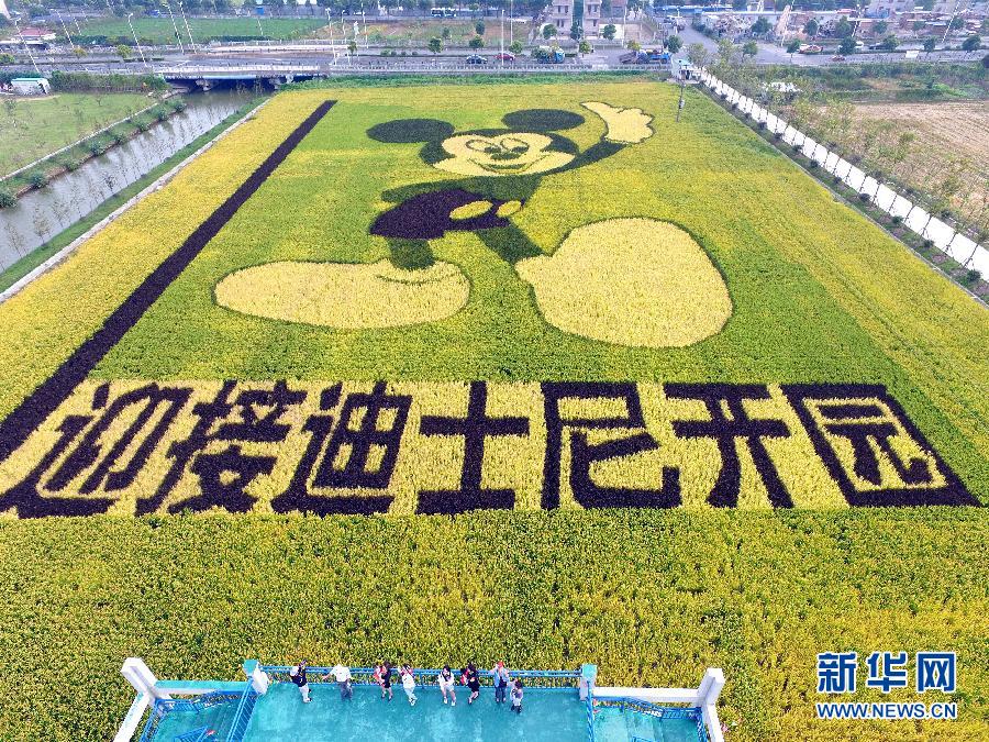 10月25日，游客在觀景臺(tái)上觀賞“米老鼠”稻田畫(huà)。