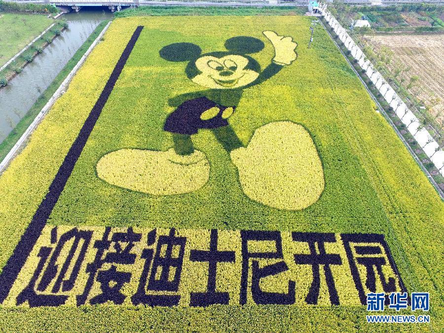 10月25日，游客在觀景臺(tái)上觀賞“米老鼠”稻田畫(huà)。