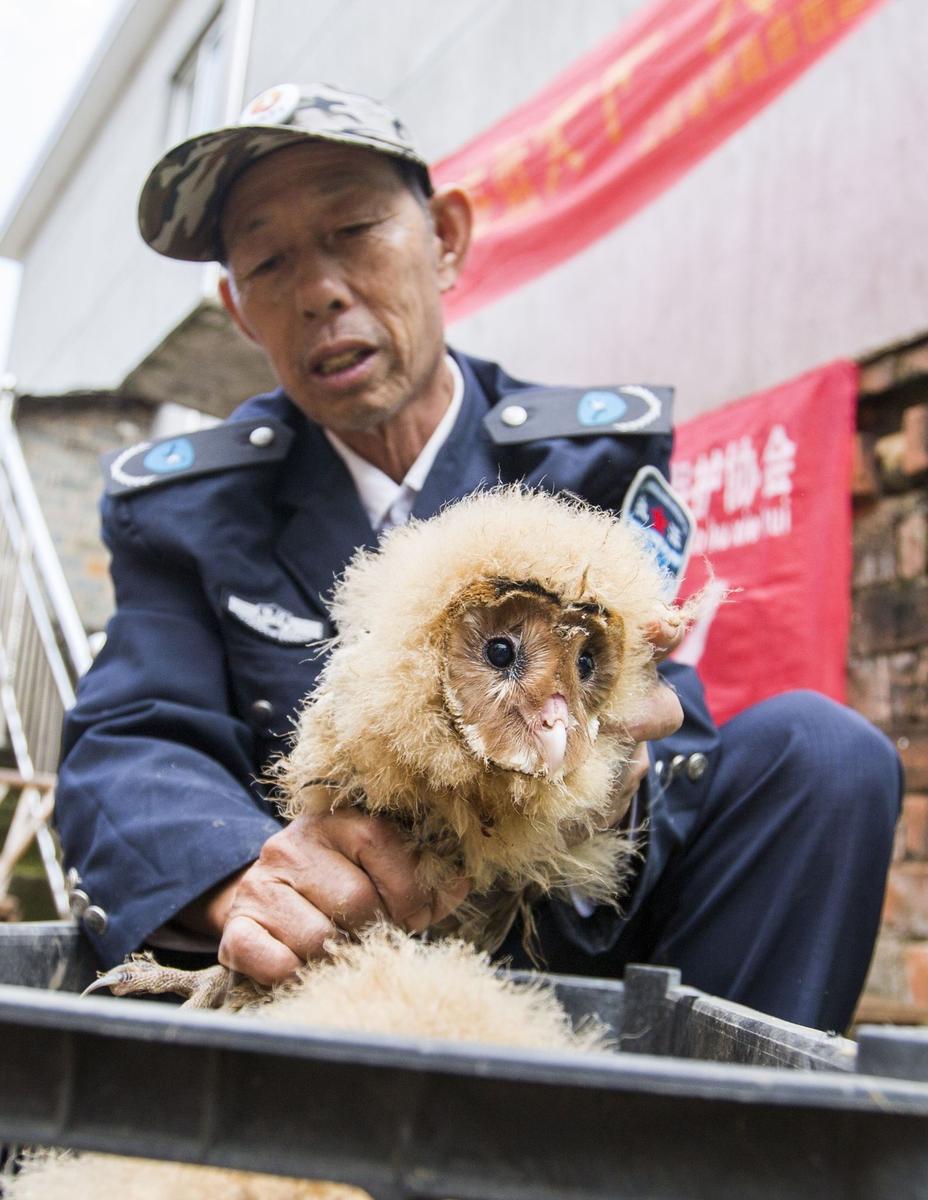 這5只雛鳥長得既像貓頭鷹，又像老鷹，危億玲和她丈夫便上網(wǎng)查詢，也沒查出來到底是什么動物。因為擔(dān)心這些雛鳥是保護動物，放在自己家里會養(yǎng)不好，危億玲便聯(lián)系上了都昌縣林業(yè)局野生動植物保護管理站。