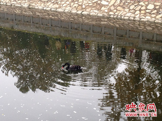 受傷的黑天鵝迫降鄭州金水河。