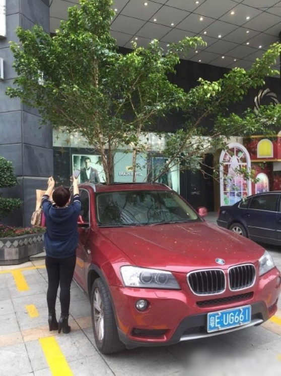 一輛停在停車位上的寶馬轎車，被墜落的樹枝砸中，樹枝徑直插入車內，現場引發(fā)不少市民圍觀拍照。