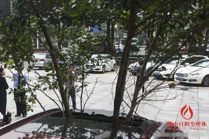 一輛停在停車位上的寶馬轎車，被墜落的樹枝砸中，樹枝徑直插入車內，現場引發(fā)不少市民圍觀拍照。