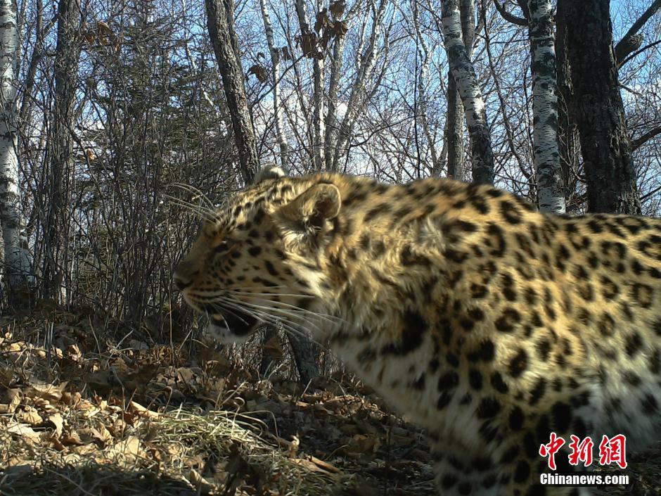 黑龍江老爺嶺保護(hù)區(qū)多次拍到野生東北虎、豹影像