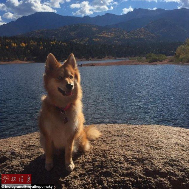狐貍還是狗？藍眼睛萌寵走紅網絡