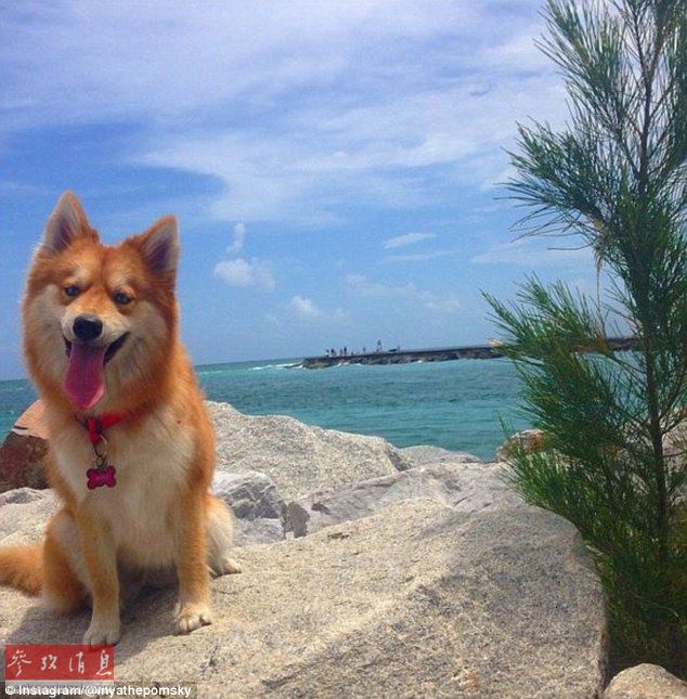 狐貍還是狗？藍眼睛萌寵走紅網絡