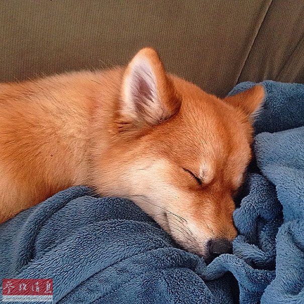 狐貍還是狗？藍眼睛萌寵走紅網絡