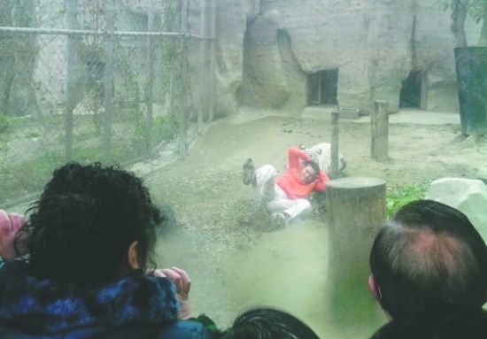 昨日，成都動(dòng)物園，男子進(jìn)入白虎活動(dòng)區(qū)后被白虎拖行。動(dòng)物園出動(dòng)50多人成功營(yíng)救下他