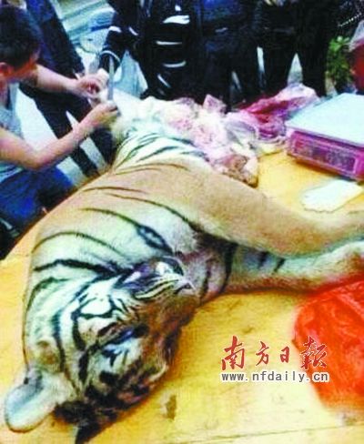 　殺虎現(xiàn)場。由匿名受訪人提供