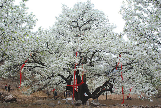 500歲梨王開(kāi)花，多根紅綢加身，鮮花壓滿(mǎn)枝頭。