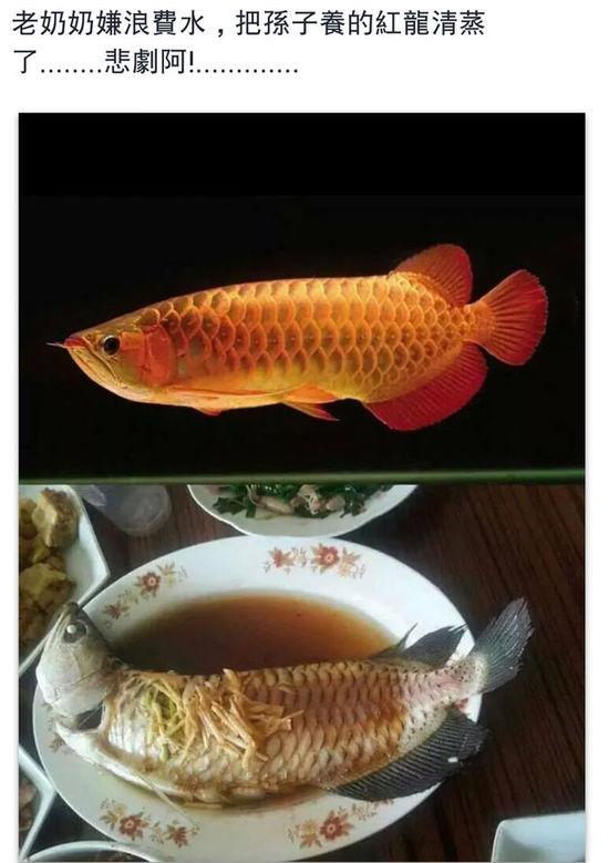 老奶奶嫌浪費(fèi)水,把孫子養(yǎng)的紅龍清蒸了。圖片取自臺媒