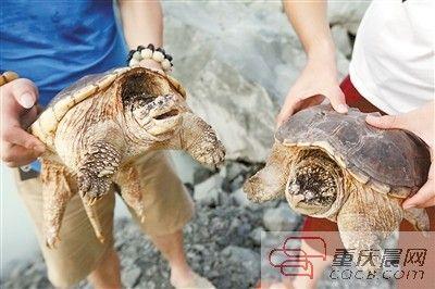 楊先生買來的鱷龜有很強(qiáng)的攻擊性。見習(xí)記者 雷鍵 攝
