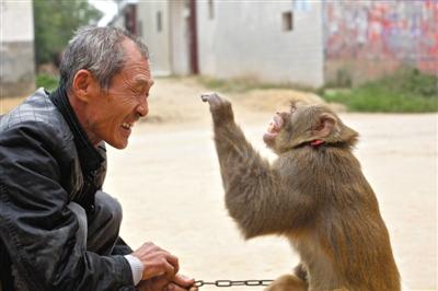 10月13日，新野縣鮑灣村耍猴人楊林貴蹲在家門口和自己的猴子玩耍。楊林貴，耍猴近三十年。