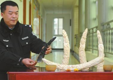 1月5日，辦案民警展示擋獲的犀牛角、盔犀鳥頭、象牙制品。