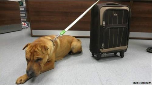 這只雄性的雜交沙皮犬被連同行李箱被拴在火車(chē)站外的欄桿上。