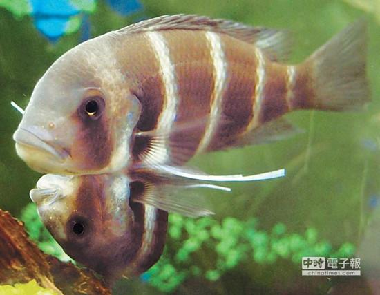 這對(duì)連體魚上面的哥哥體型較大，約是下面弟弟的2倍