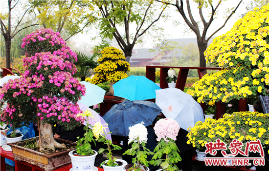 天好、花美 中國開封第32屆菊花文化節(jié)延長一周