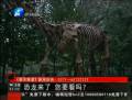 恐龍來了 你要看么？