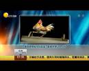 雄雞靚照催生優(yōu)質(zhì)蛋？看臉世界讓人心碎