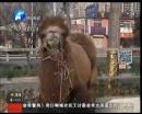 駱駝肉當(dāng)街叫賣合法？