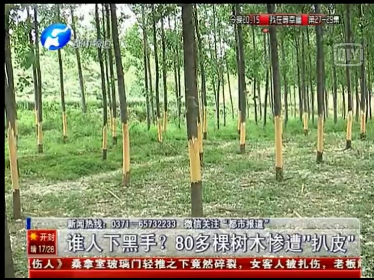 80多棵樹被“扒皮” 誰痛下黑手？