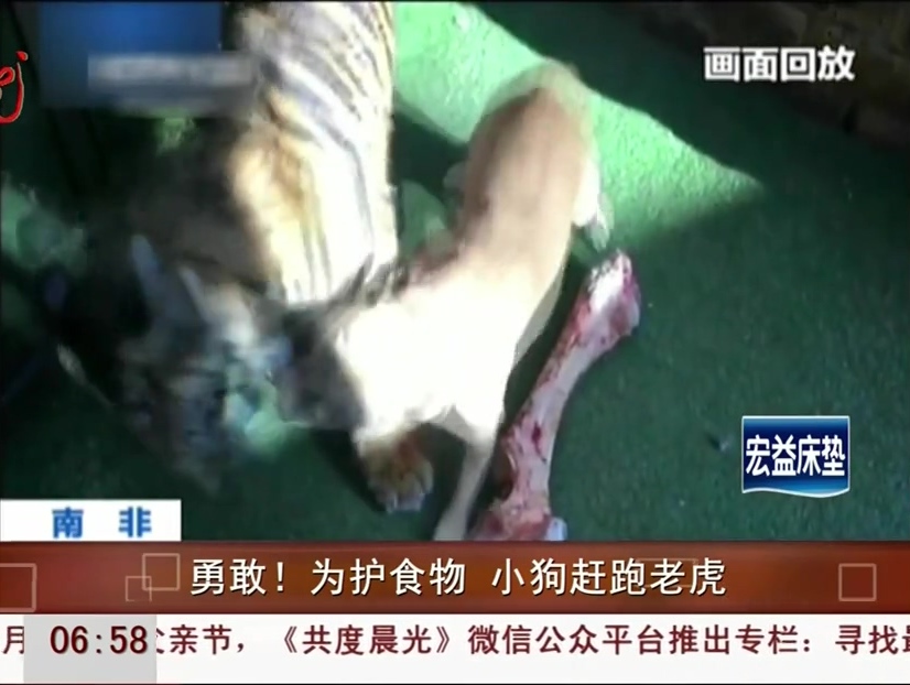 勇敢！為護食物 小狗趕跑老虎