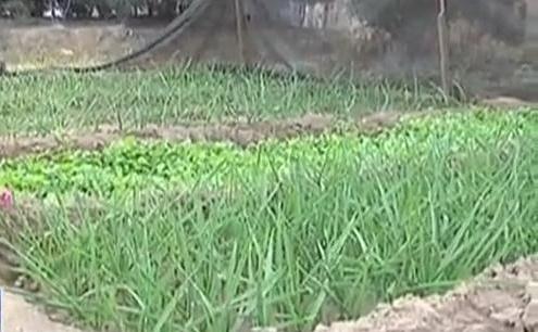 生態(tài)廊道變菜園 誰(shuí)干的？