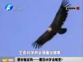 鷹活40歲會蛻變？