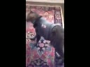 醉酒的貓咪回到家后各種搞笑！