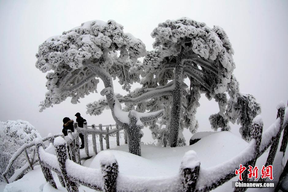 12月18日，雪后的安徽黃山風景區(qū)出現(xiàn)了大面積雪凇美景，銀裝素裹，玉樹瓊枝，游人置身其間，如醉如癡。