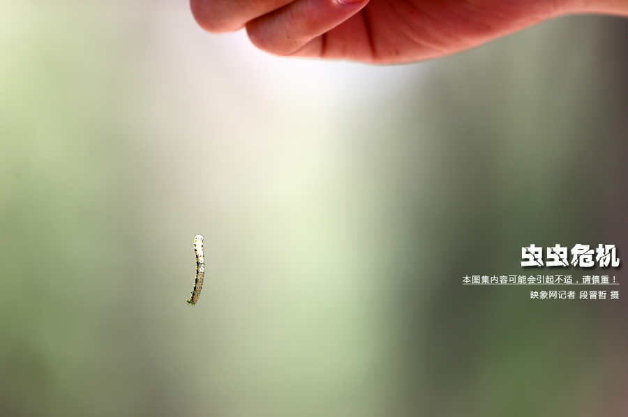 當小蟲子從樹上垂絲而下懸在半空中時，給路上的行人帶來諸多不便