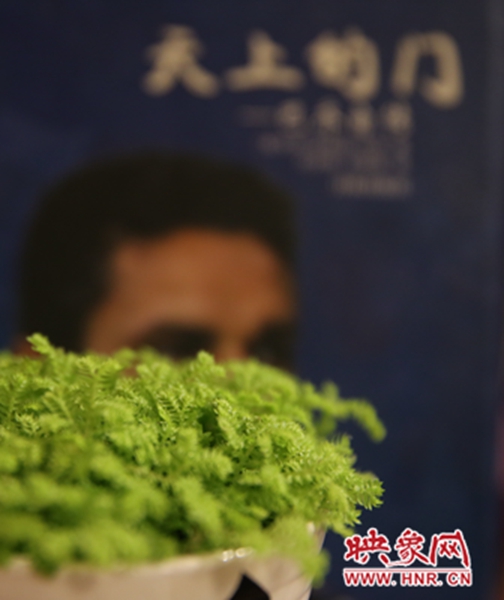 書架上精心布置的綠色植物。